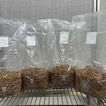 Load image into Gallery viewer, Sterile 3 pound Milo grain bag with injection port