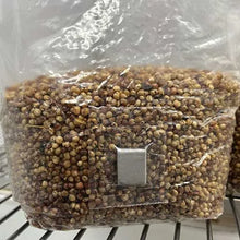 Load image into Gallery viewer, Sterile 3 pound Milo grain bag with injection port