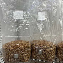 Load image into Gallery viewer, Sterile 3 pound Milo grain bag with injection port