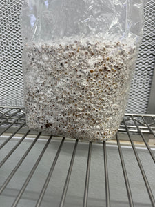 Sterile 3 pound Milo grain bag with injection port